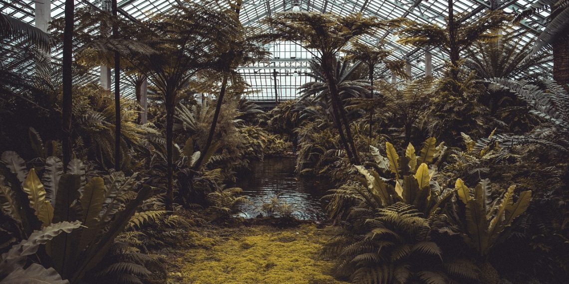 conservatory, plants, greenhouse